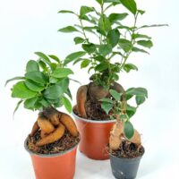 Vibrant potted plants in orange and black pots showcasing diverse sizes and lush green foliage.