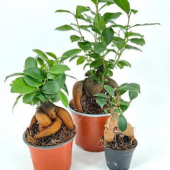 Vibrant potted plants in orange and black pots showcasing diverse sizes and lush green foliage.