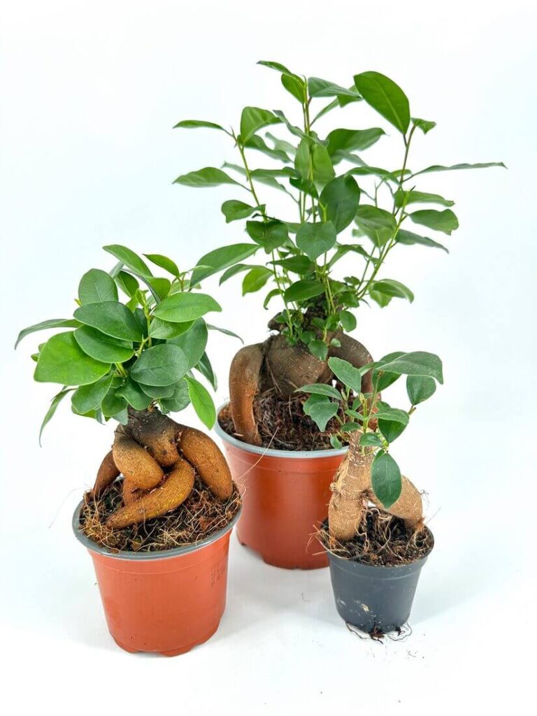 Vibrant potted plants in orange and black pots showcasing diverse sizes and lush green foliage.