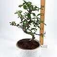 Elegant bonsai tree in a stylish pot, showcasing intricate beauty and artistic horticulture.