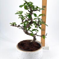 Elegant bonsai tree in a stylish pot, showcasing intricate beauty and artistic horticulture.
