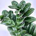 Lush green houseplant with glossy leaves in ceramic pot on white background.