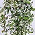 Lush trailing ivy with variegated leaves adds elegance to indoor décor.