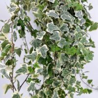 Lush trailing ivy with variegated leaves adds elegance to indoor décor.