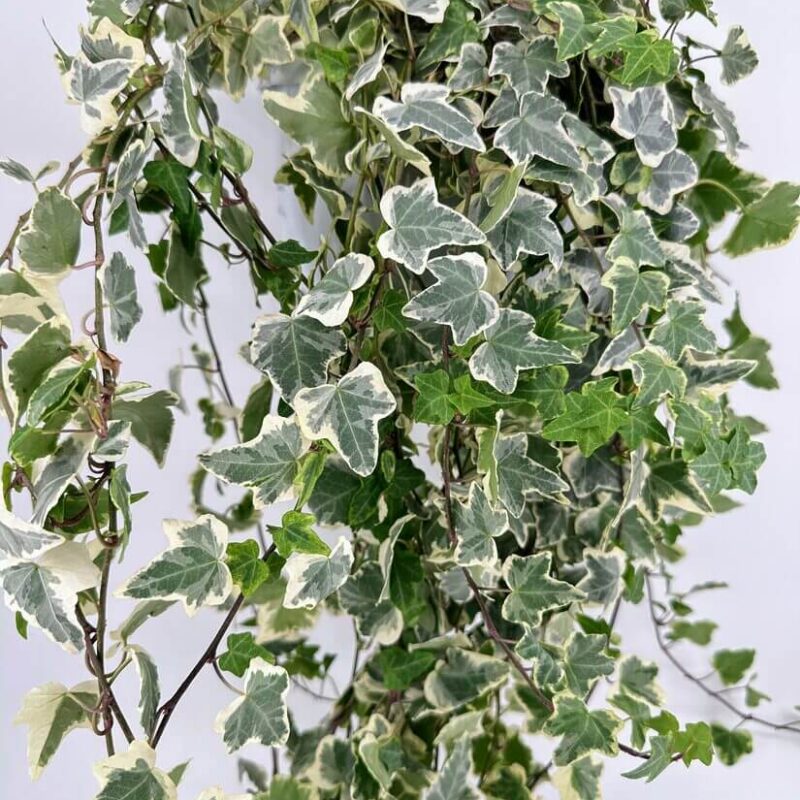 Elegant Trailing Ivy with Variegated Leaves Lush trailing ivy with variegated leaves adds elegance to indoor décor.