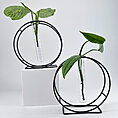 Elegant plant displays with test tubes in modern black frames, enhancing contemporary interior decor.