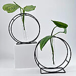 Plant Propagation Station – Metal Rack with Glass Tube