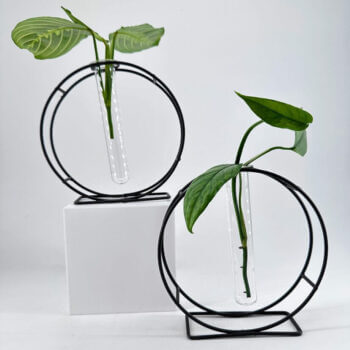 Elegant plant displays with test tubes in modern black frames, enhancing contemporary interior decor.