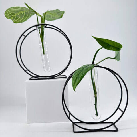 Elegant plant displays with test tubes in modern black frames, enhancing contemporary interior decor.
