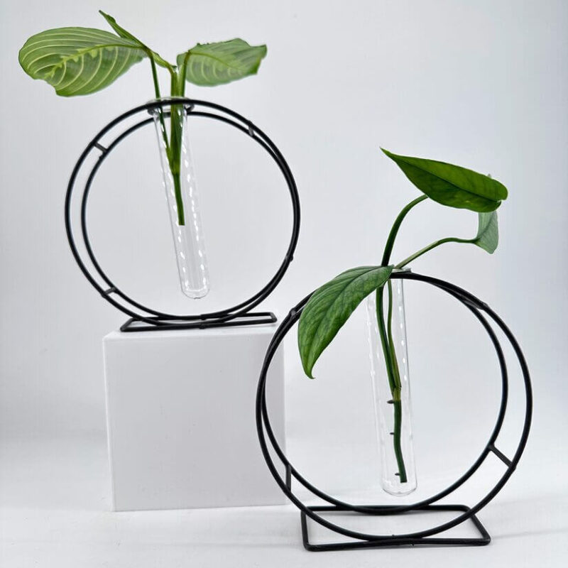 Elegant plant displays with test tubes in modern black frames, enhancing contemporary interior decor.