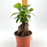 Potted Ficus ginseng plant with unique roots and vibrant foliage in terracotta pot.