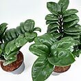 Lush green houseplants in grey pots, enhancing modern home decor against a white backdrop.