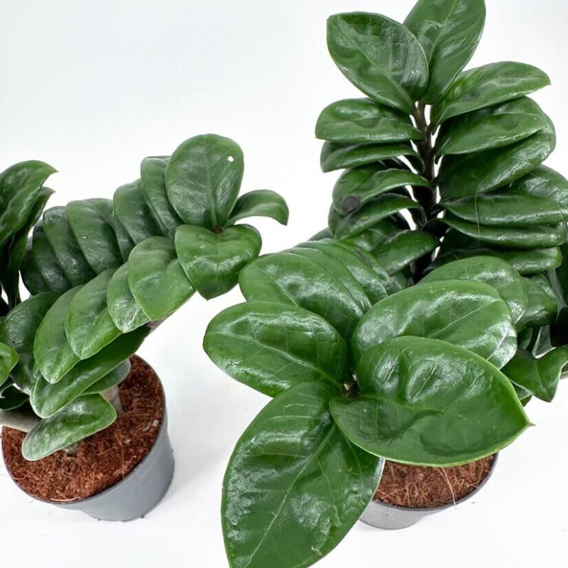 Lush Green Houseplants in Stylish Grey Pots Lush green houseplants in grey pots, enhancing modern home decor against a white backdrop.