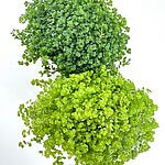 Soleirolia Soleirolii Irish Moss Baby Tears