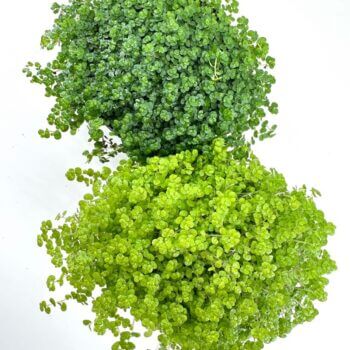 Lush green plants on a white background showcasing vibrant shades and intricate textures.