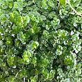 Vibrant green succulent leaves create a lush, glossy tapestry of healthy foliage.