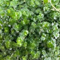 Vibrant green succulent leaves create a lush, glossy tapestry of healthy foliage.