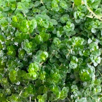 Vibrant green succulent leaves create a lush, glossy tapestry of healthy foliage.