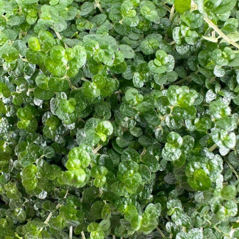 Lush Green Succulent Leaves in Vibrant Arrangement Vibrant green succulent leaves create a lush, glossy tapestry of healthy foliage.