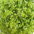 Vibrant green succulent plant in textured pot against a clean white background.