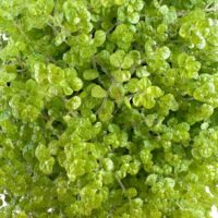 Vibrant green succulent plant in textured pot against a clean white background.