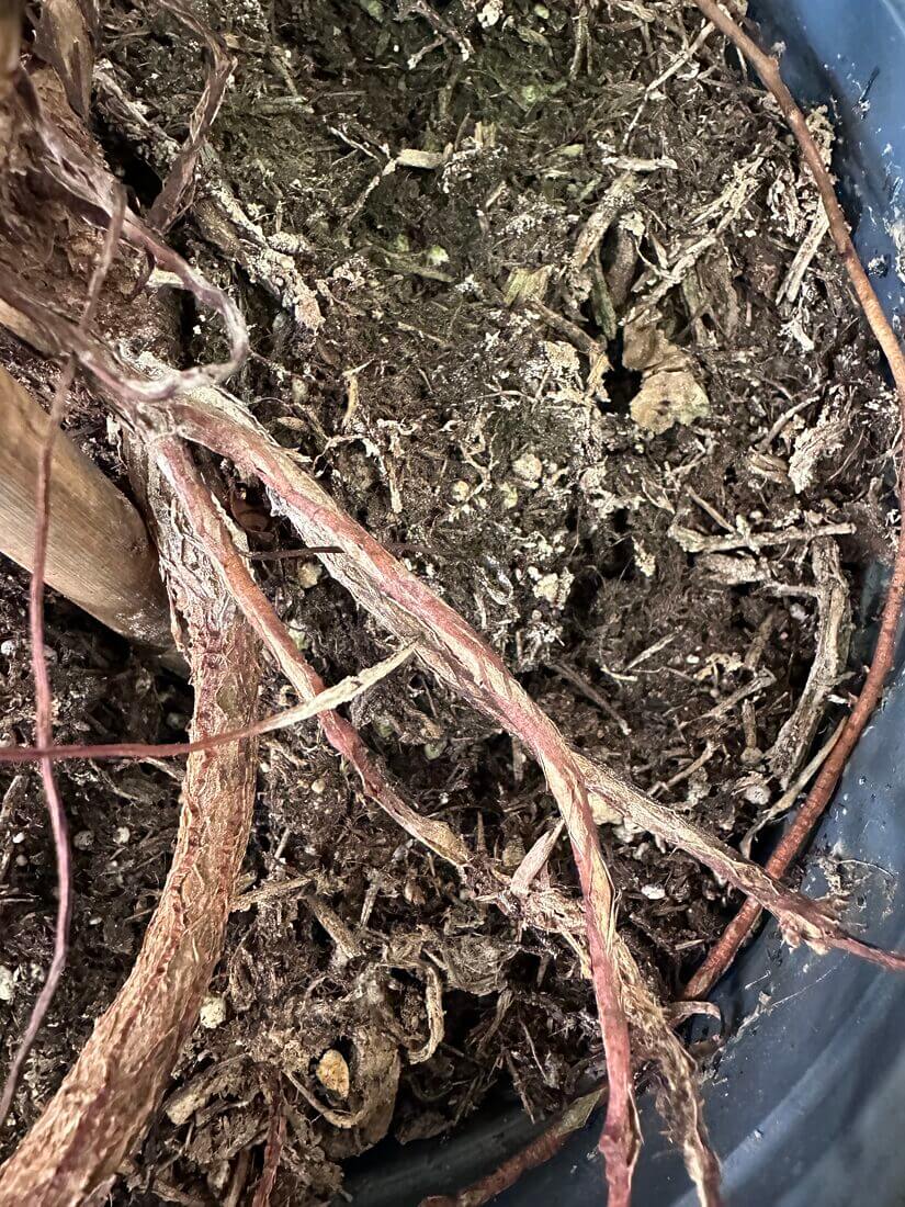 Close-up of pot soil and roots, showcasing healthy plant growth and organic matter.