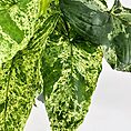 Heart-shaped leaves in varying green shades on a white background.