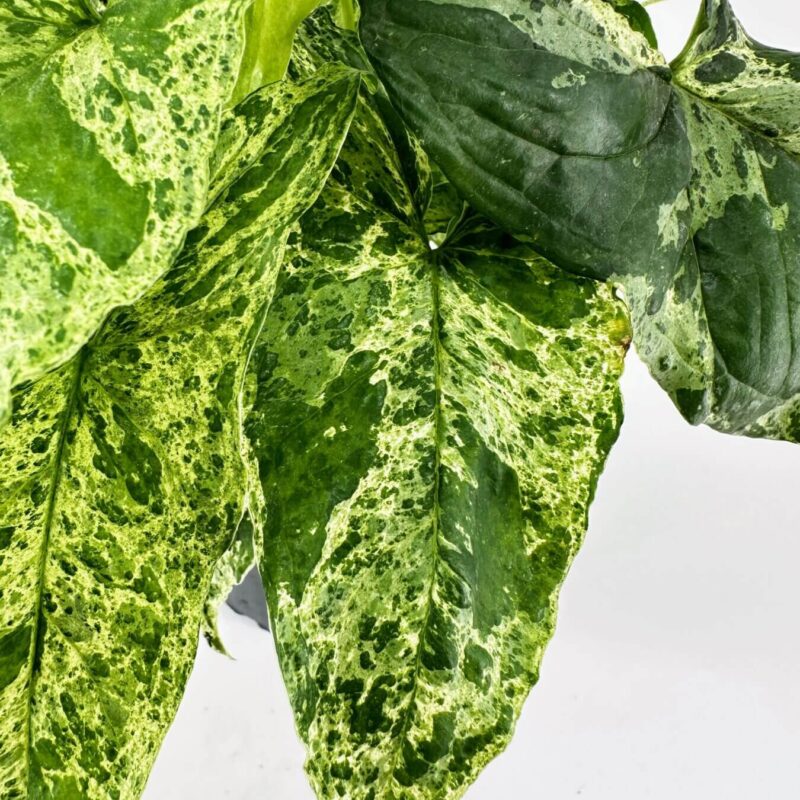 Variegated Heart-Shaped Leaves on White Background Heart-shaped leaves in varying green shades on a white background.