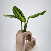 Heart-shaped wooden planter with vibrant green leaves in a sleek glass tube.