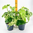 Vibrant potted houseplants with varied leaves, measured with wooden ruler against white background.