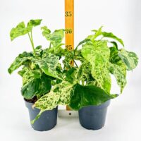 Vibrant potted houseplants with varied leaves, measured with wooden ruler against white background.