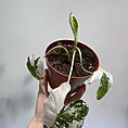 img_2576