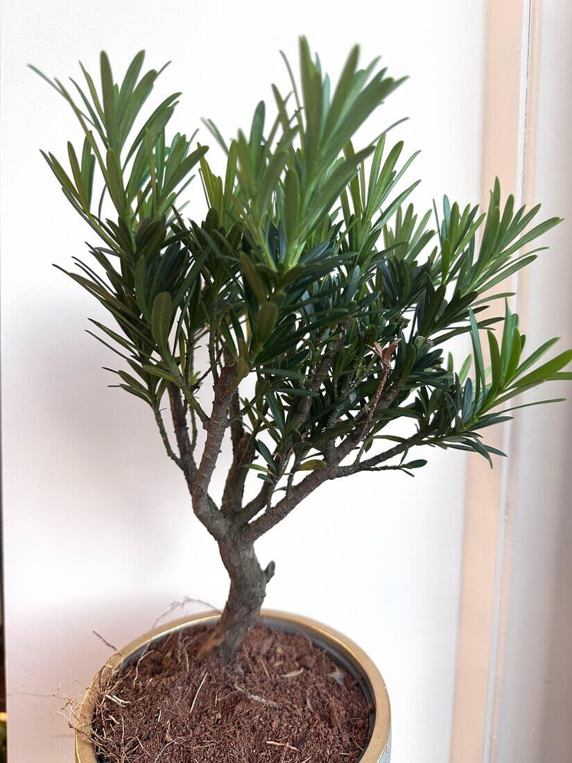Vibrant indoor bonsai plant in ceramic pot, showcasing glossy green leaves and healthy roots.
