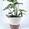 Lush indoor plant in a decorative pot, enhancing modern home decor with natural elegance.