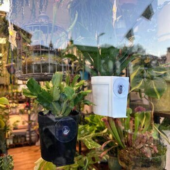Vibrant plant shop display with hanging succulent planters creates a modern indoor garden ambiance.