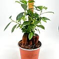 Vibrant indoor plant in terracotta pot with ruler, showcasing healthy foliage and roots.