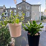 Vertical Window Garden Plant and Herbs Pot