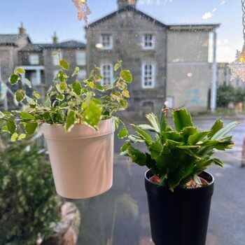 Lush indoor plants in pots viewed through a window, enhancing a serene living space.