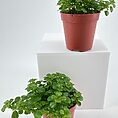 Lush indoor plants in terracotta pots create a modern, vibrant home decor aesthetic.