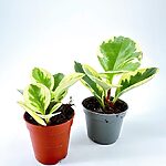 Peperomia obtusifolia Obtipan Bicolor