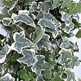 Lush ivy leaves with variegated patterns create a vibrant indoor greenery display.