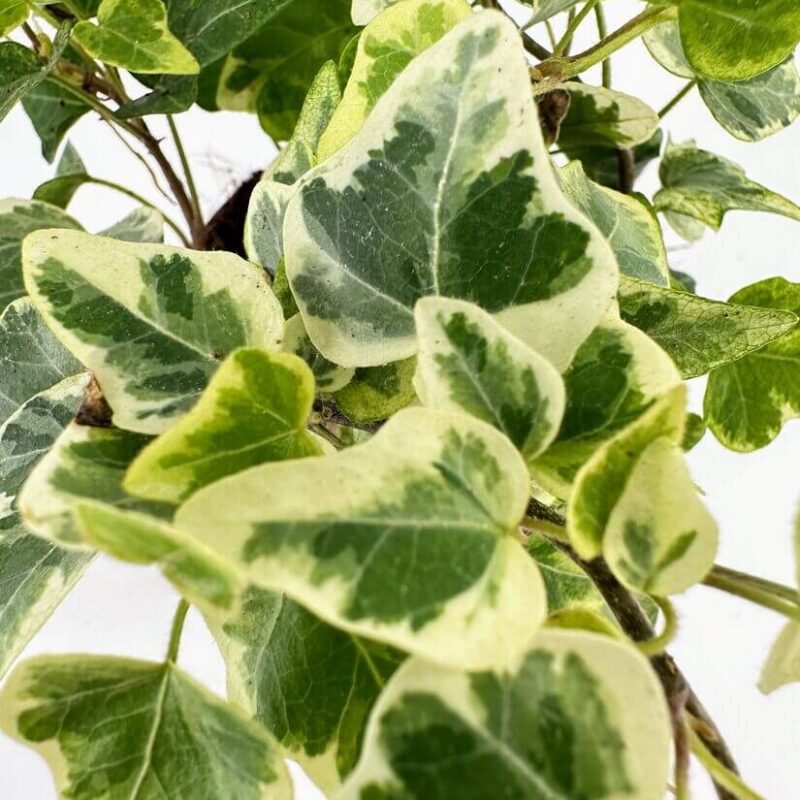 Vibrant Variegated Ivy Leaves in Lush Greenery Vibrant ivy leaves with variegated green and creamy yellow hues in a lush arrangement.