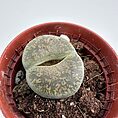 Close-up of Lithops succulent with vibrant brown and cream stone-like patterns in a small pot.