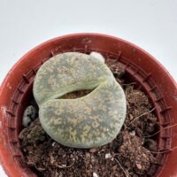 Close-up of Lithops succulent with vibrant brown and cream stone-like patterns in a small pot.