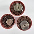 Close-up of Lithops succulent with vibrant brown and cream stone-like patterns in a small pot.