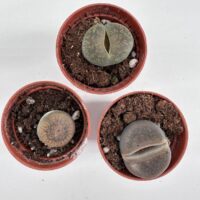 Close-up of Lithops succulent with vibrant brown and cream stone-like patterns in a small pot.