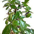 Lush bonsai tree with vibrant green leaves and intricate trunk, showcasing fine craftsmanship.
