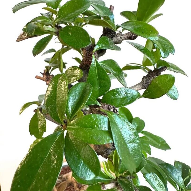 Lush Bonsai: A Living Work of Art Lush bonsai tree with vibrant green leaves and intricate trunk, showcasing fine craftsmanship.