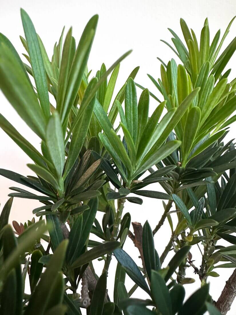 Lush green plant leaves thrive indoors, showcasing vibrant foliage and sturdy stems.