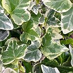Hedera Helix White Wonder English Ivy
